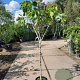 Ficus carica 100 cm stam container 12-14