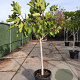 Ficus carica 100 cm stam container 12-14
