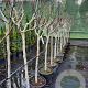 Ficus carica 100 cm stam container 12-14