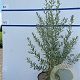 Hippophae rhamnoides 80-100 cm 7,5L