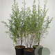 Hippophae rhamnoides 80-100 cm 7,5L