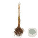 Prunus avium 30-50 cm wortelgoed 1/0 