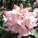 Rhododendron 'Carola' 30-40 cm 5,0L