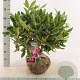 Rhododendron 'Catawb. Boursault' 50-60 cm met kluit