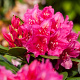 Rhododendron 'Dr H.C. Dresselhuys' 60-80 cm met kluit