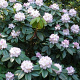Rhododendron 'Gomer Waterer' 40-50 cm met kluit