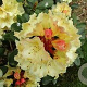Rhododendron 'Horizon Monarch' 40 cm 5,0L