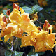 Rhododendron (AK) 'Klondyke' 40 cm 5,0L