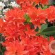 Rhododendron (AM) 'Kost. Bril. Red' 40 cm 5,0L