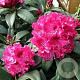 Rhododendron 'Marie Forte' 40 cm 5,0L