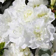 Rhododendron (AJ) Schneeperle 25 cm 2,5L