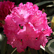 Rhododendron (Y) 'Tatjana' 25-30 cm 4,0L