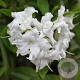 Rhododendron (AK) 'Whitethroat' 40 cm 5,0L