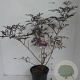 Sambucus nigra Black Lace 50-60 cm 7,5L