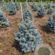 Abies lasiocarpa 'Compacta' 40-50 cm met kluit