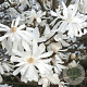 Magnolia stellata 'Royal Star' 160-180 cm met kluit verplant
