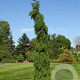Picea omorika 'Pendula Bruns' 100-120 cm met kluit verplant