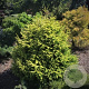 Picea orientalis 'Golden Start' 125-150 cm met kluit verplant