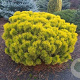 Pinus mugo 'Wintersonne' 25-30 cm met kluit