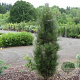 Pinus nigra 'Green Geysir' 60-80 cm met kluit
