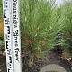Pinus nigra 'Green Tower' 60-80 cm met kluit