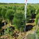 Pinus nigra 'Green Tower' 60-80 cm met kluit