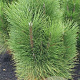 Pinus nigra 'Green Tower' 60-80 cm met kluit