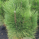 Pinus nigra 'Green Tower' 60-80 cm met kluit
