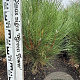 Pinus nigra 'Green Tower' 60-80 cm met kluit