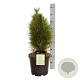 Pinus nigra 'Green Tower' 100-120 cm met kluit verplant