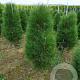 Pinus nigra 'Green Tower' 120-140 cm met kluit verplant