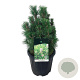 Pinus nigra 'Richard' 80-100 cm met kluit