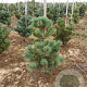 Pinus parv. 'Negishi' 40-50 cm met kluit