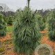 Pinus schwerinii 'Wiethorst' 60-80 cm met kluit