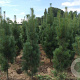 Pinus strobus 'Stowe Pillar' 50-60 cm met kluit