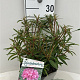 Rhododendron ponticum 'Graziella' 30-40 cm 5,0L