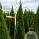 Thuja occ. 'Smaragd' 225-250 cm met kluit verplant