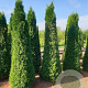 Thuja occ. 'Smaragd' 225-250 cm met kluit verplant