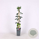 Akebia quinata 40-60 cm 2,0L met stok