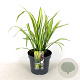 Phormium 'Gold Sword' 50-60 cm 7,5L
