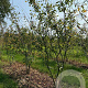 Amelanchier lamarckii 250-300 cm draadkluit meerstammig