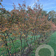 Amelanchier lamarckii 250-300 cm draadkluit meerstammig