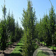 Carpinus betulus 250-300 cm draadkluit beveerd 