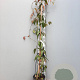 Clematis armandii 175-200 cm 7,5L