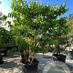 Heptacodium miconioides 200-250 cm container meerstammig