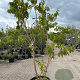 Heptacodium miconioides 200-250 cm container meerstammig