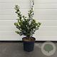 Ilex meserv. 'Blue Prince' 40-60 cm 7,5L
