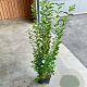 Ligustrum ovalifolium 100-125 cm 5,0L