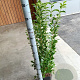 Ligustrum ovalifolium 100-125 cm 5,0L