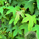 Liquidambar styraciflua 14-16 HO container